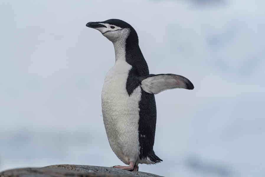 Pingüino Chinstrap - Antártida 15.jpg